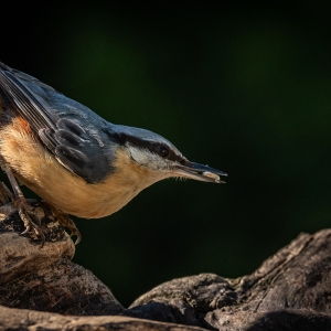 Redwell   25 05 2020   D500   Les 54.jpg